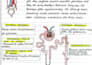 handwrite your academic notes
